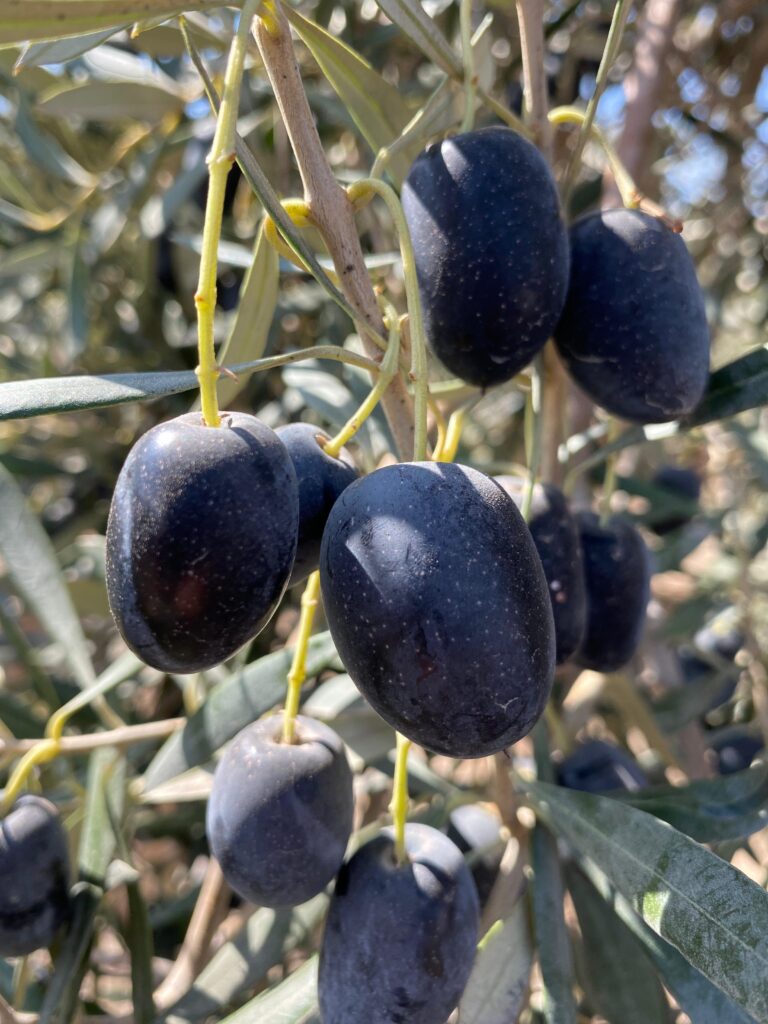 WhatsApp Image 2024-09-27 at 07.55.04 (1)