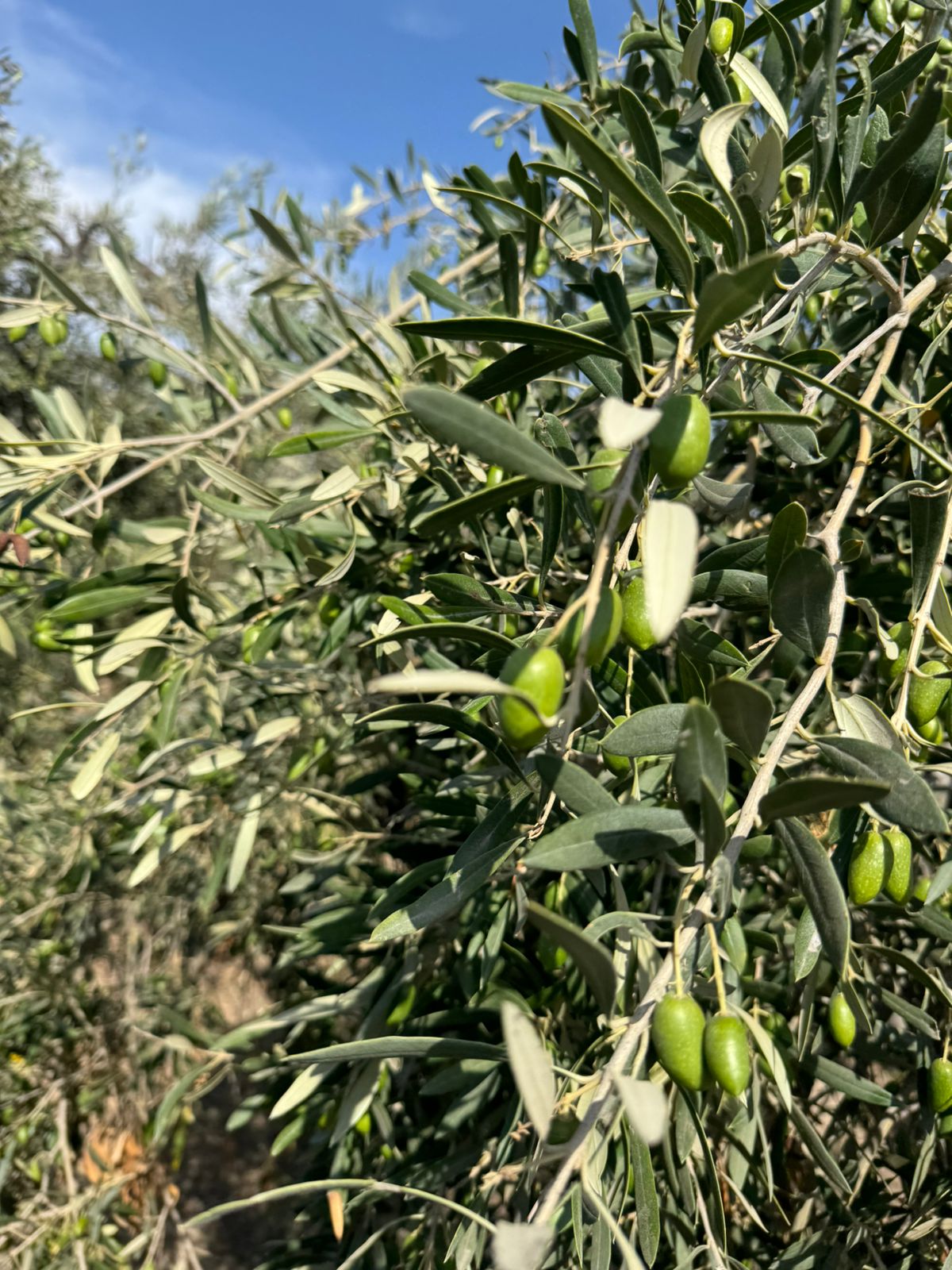Valle de Azapa - Aceitunas Serra