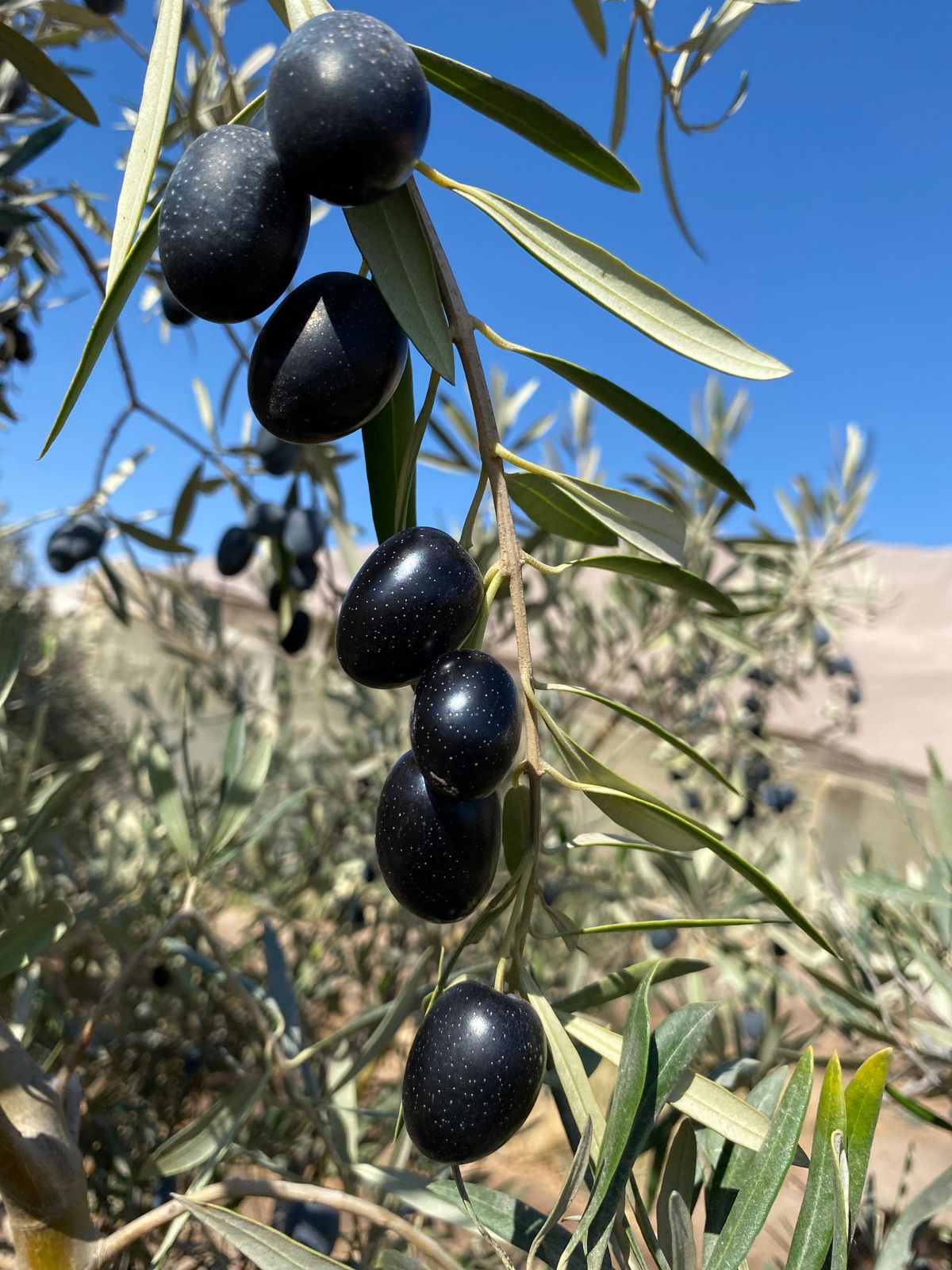 Olivares Aceitunas Serra